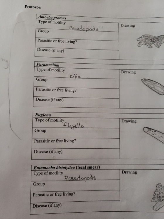 Protozoa Amoeba proteus Type of motility Drawing Pseudopods Group Parasitic or free living? Disease (if any) Paramecium Type