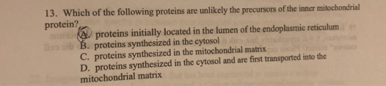 13. Which of the following proteins are unlikely the precursors of the inner mitochondrial protein? KAU proteins initially lo