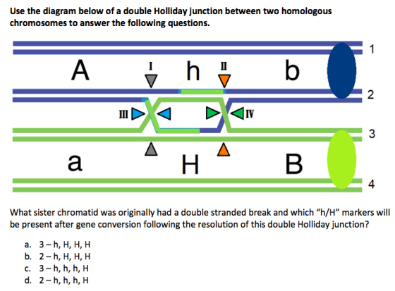Use the diagram below of a double Holliday junction between two homologous chromosomes to answer the following questions. I b