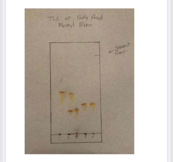 The of Fatty Acid Methyl Esters Solvent front