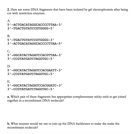 2. Here are some DNA fragments that have been isolated by gel electrophoresis after being cut with restriction enzynes. A. 5 -ACTGACATAGGCACCCCTTAA-3 3-TGACTGTATCCGTGGGG-5 5 -TGACTGTATCCGTGGGG-3 3 -ACTGACATAGGCACCCCTTAA-5 5 -GGCATACTAGATCCACGTTAA-3 3-CCGTATGATCTAGGTGC-5 5 -GGCATACTAGATCCACGAATT-3 3-CCGTATGATCTAGGTGC-5 E. 5 -GGCATACTAGATCCACGGATC-3 3-CCGTATGATCTAGGTGC-5 a. Which pair of these fragments has appropriate complementary sticky ends to get joined together in a recombinant DNA molecule? b. What enzyme would we use to join up the DNA backbones to make the make the recombinant molecule?