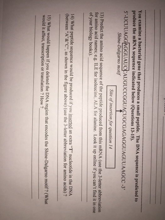 You examine a bacterial gene that produces a small peptide. The DNA sequence is predi produce the mRNA sequence indicated below (Questions 13-15). cted to 5- UCUUAGGAGGUAUCCAUGUCCGGUACUGCGAGAGGUAGUUAAGCC3 Shine-Dalgarno motif Site of insertion for question 14 13) Predict the amino acid sequence of the peptide produced from this mRNA (use the 3-letter abbreviation for amino acid names; e.g. ILE for isoleucine, ALA for alanine. Look it up online if you cant find it in one of your biology books). 14) What peptide sequence would be produced if you inserted an extra T nucleotide in the DNA (between A&C, as shown in the figure above) (use the 3-letter abbreviation for amino acids)? 15) What would happen if you deleted the DNA region that encodes the Shine-Dalgarno motif? (What would it affect, transcription or translation ? How ?