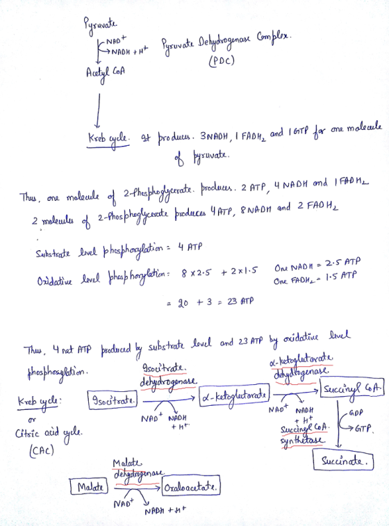 Pyruvate Kerente este Pyruvate Dehydrogenase complex. (PDC) Acetul COA - Kseb cycle. 47 produces. ZNAOH, I FADH, and IGTP for