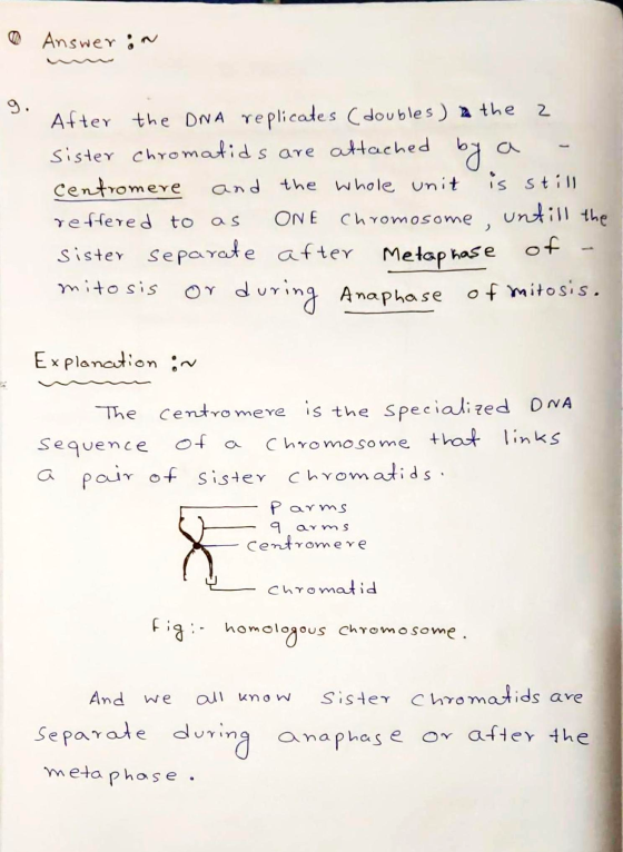Answer in After the DNA replicates (doubles ) a the 2 sister chromatids are attached by a Centromere and the whole unit is st
