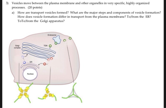 3) Vesicles move between the plasma membrane and other organelles in very specific, highly organized processes. (20 points) a