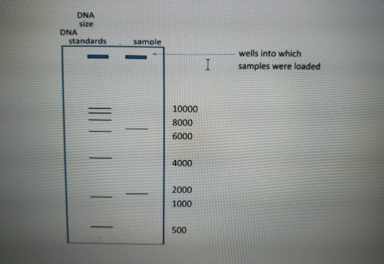 DNA size DNA standards sample wells into which samples were loaded 10000 8000 6000 4000 2000 1000 500
