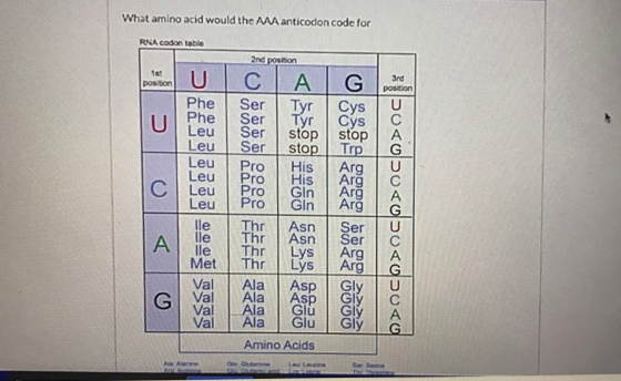What amino acid would the Manticodon code for RNA codon table 2nd position Tot position СТА Tyr Phe Phe > eu eu Oulaa Jooo 99