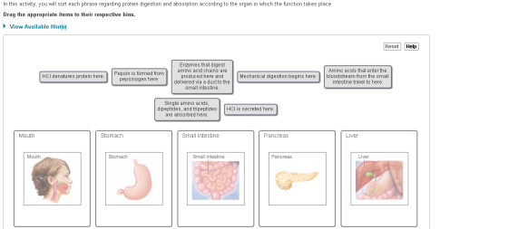 In this activity, you will sort each phrase regarding protein digestion and absorption according to the organ in which the fu