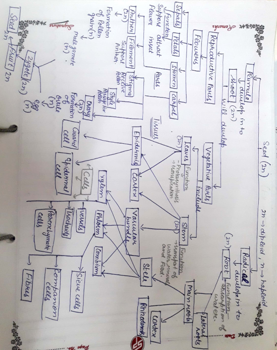 Sead (2n 2n-) dib eelol , m→ haber.dgade aducal duvelobrIn to wat eC Vegetatiue arus Lateral horts incluol Feousesn Leaves Fu