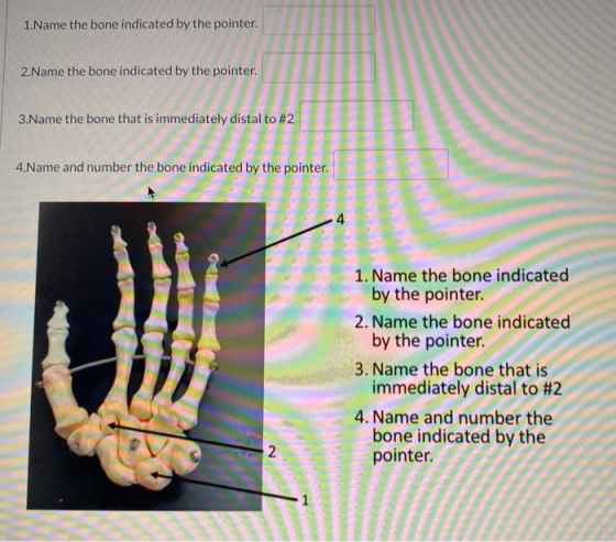 1.Name the bone indicated by the pointer. 2.Name the bone indicated by the pointer. 3.Name the bone that is immediately dista