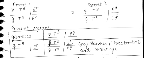 Parent I Parent 2 T 3 Я T5 Er EY g x Я і TS Er g T3 EY Punnet square g T3 EY gametes 5 TS Er EY Three tendrie qI El Grey Bans