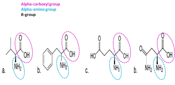 Alpha-carboxyl group Alpha-amino group R-group b. NH3 NHỊ