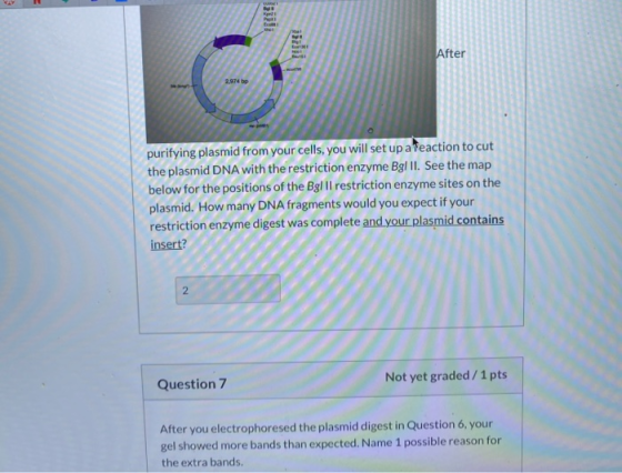 purifying plasmid from your cells, you will set up a teaction to cut the plasmid DNA with the restriction enzyme Bgl Il. See
