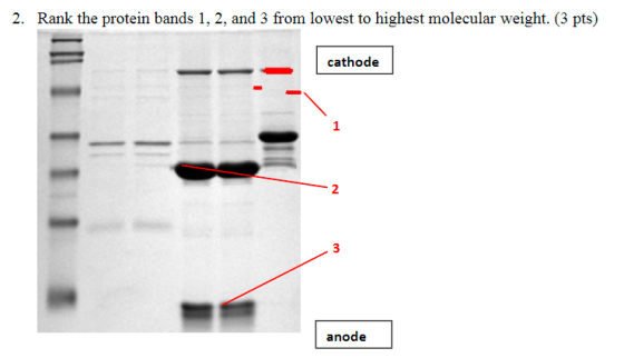 2. Rank the protein bands 1, 2, and 3 from lowest to highest molecular weight. (3 pts) cathode LIT anode