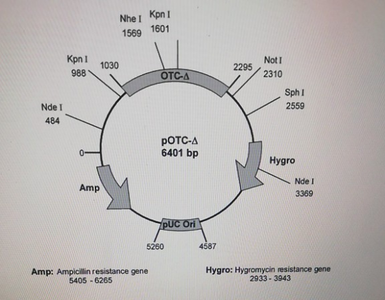 Nhel Kpn I 1569 1601 Kpni 1030 2295 / 2310 Not I 988 ОТС-д Sphi 2559 Nde I 484 POTC-A 6401 bp Hygro Amp Nde1 3369 pUC Ori 526