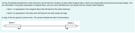 During Drosophila development, adult structures are formed from clusters of cells called imaginal discs, which are recognizab