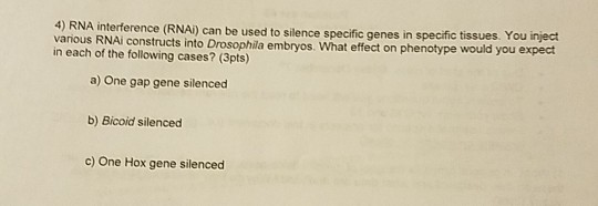 4) RNA interference (RNAi) can be used to silence specific genes in specific tissues. You inject various RNAi constructs into Drosophila embryos. in each of the following cases? (3pts) What effect on phenotype would you expect a) One gap gene silenced b) Bicoid silenced c) One Hox gene silenced