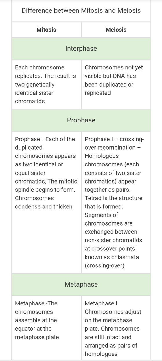 Difference between Mitosis and Meiosis Mitosis Meiosis Interphase Each chromosome replicates. The result is two genetically i