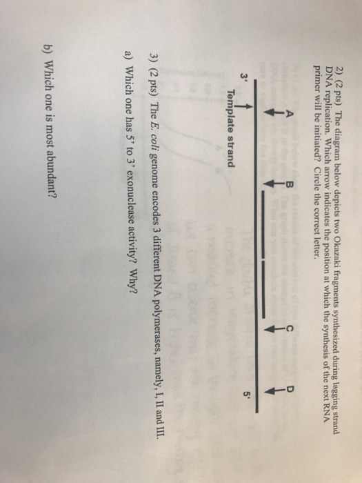 2) (2 pts) The diagram below depicts two Okazaki fragments synthesized during lagging strand DNA replication. Which arrow indicates the position at which the synthesis of the next RNA primer will be initiated? Circle the correct letter 3 5 Template strand 3) (2 pts) The E. coli genome encodes 3 different DNA polymerases, namely, L,II and II. a) Which one has 5 to 3 exonuclease activity? Why? b) Which one is most abundant?
