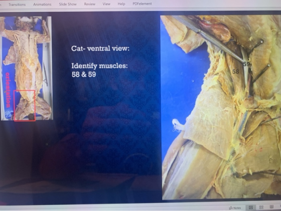 Transitions Animations Slide Show Review View Help PDFelement Cat- ventral view: 59 Identify muscles: 58 & 59 58 orientation