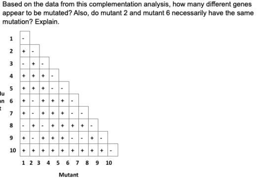 Based on the data from this complementation analysis, how many different genes appear to be mutated? Also, do mutant 2 and mu