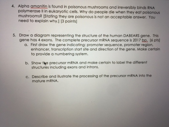 4. Alpha amanitin is found in poisonous mushrooms and irreversibly binds RNA polymerase lI in eukaryotic cells. Why do people die when they eat poisonous mushrooms? (Stating they are poisonous is not an acceptable answer. You need to explain why.] 13 points] 5. Draw a diagram representing the structure of the human DABEARS gene. This gene has 4 exons. The complete precursor mRNA sequence is 2017 bp, [6 pts] a. First draw the gene indicating: promoter sequence, promoter region, enhancer, transcription start site and direction of the gene. Make certain to provide a numbering system. b. Show the precursor mRNA and make certain to label the different structures including exons and introns. Describe and illustrate the processing of the precursor mRNA into the mature mRNA. c.
