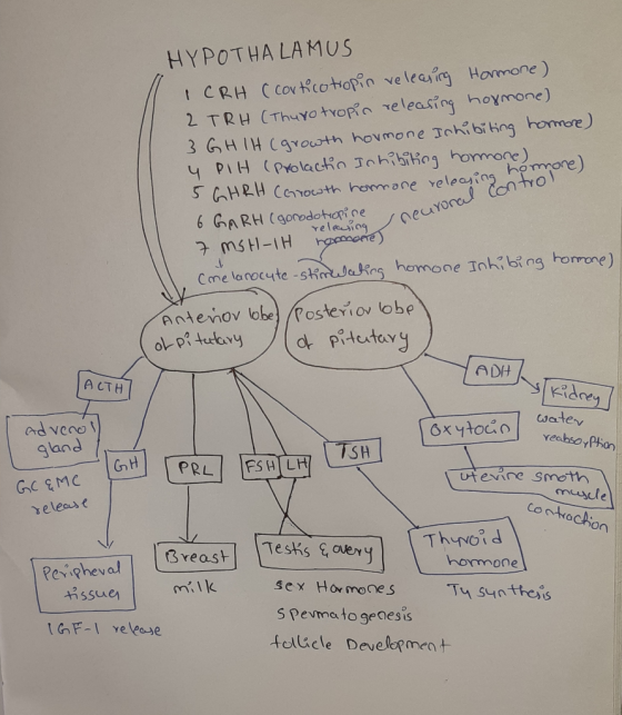 HYPOTHALAMUS ICRH (corticotropin veleasing Hormone) 2 TRH (Thurotropin releasing hoxmone) 3 G H IH (growth hormone Ichibiting