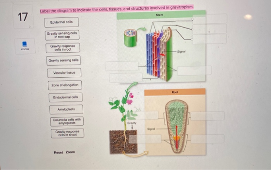 Label the diagram to indicate the cells, tissues, and structures involved in gravitropism. Epidermal cels Gravity sensing cel