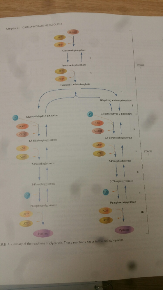 Chapter 21 CARBOHYDRATE METABOLISM Glucose-6-phosphate Fruetose-6-phusphate Fruetase-1,6-hisphosphale Dibydrowy acetone phosphate Glyceraldehyde 3-phosphate Glyceraldeltyde phosphate NAD NA 3 Bisphosphoglycerate 3-Bisphospbugli ocrate ADP 7 STAGE ATP Phosphugly cerate 3-Phosphoglycerate 2- Thosphoglycerate 2-Phosphoglycerate Phosphoenolpyruvate Plaasphaenolpyruvaie ADP ATP Pyruvate 21.5 A summary of the reactions of glycolysis. These reactions occur in the cell cytoplasm