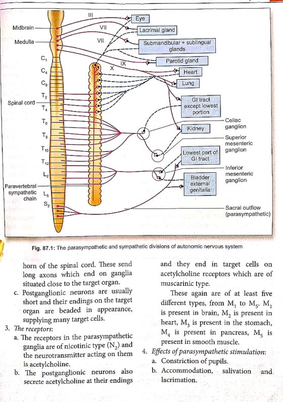 - Midbrain- VII Medulla Eye Lacrimal gland Submandibular + sublingual glands Parotid gland Heart Lung XI X 111 o or UTILILIT