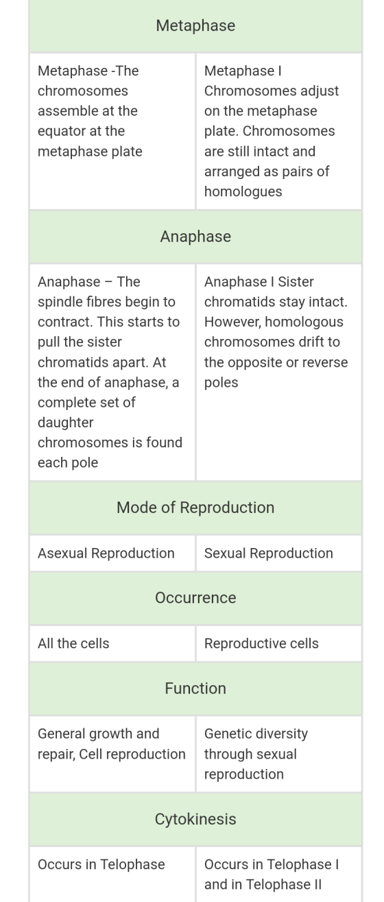 Metaphase Metaphase - The chromosomes assemble at the equator at the metaphase plate Metaphase Chromosomes adjust on the meta