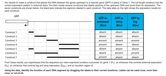 You decide to make a construct that places the DNA between the genes upstream to a reporter gene (GFP) in place of Gene 1. Th