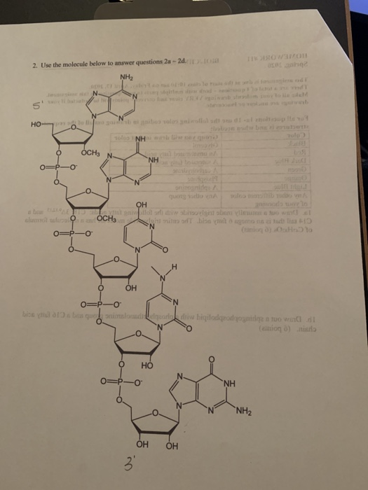 2. Use the molecule below to answer questions 21-2d. Ong NH2 in HOSN o dohop e Tolon OCHS NH o=p-O b clum OH olson be views O