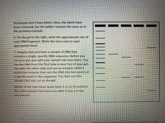 Actual gels dont have labels. Here, the labels have been removed, but the ladder remains the same as in the previous example