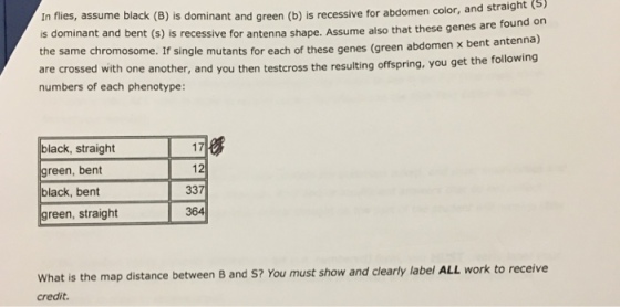 In flies, assume black (B) is dominant and green (b) is recessive for abdomen color, a is dominant and bent the same chromosome. If single mutants for each of these genes (green abdomen x are crossed with one another, and you then numbers of each phenotype: nd straight (3 (s) is recessive for antenna shape. Assume also that these genes are found on bent antenna) testcross the resulting offspring, you get the following black, straight green, bent black, bent green, straight 337 364 What is the map distance between B and S? You must show and clearly label ALL work to receive credit.