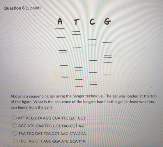 Question 8 (1 point) Above is a sequencing gel using the Sanger technique. The gel was loaded at the top of the figure. What