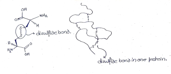 NHO s disulfide bond. HN OH disulfide bond in one protein,