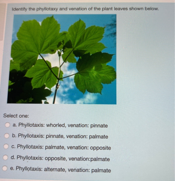Identify the phyllotaxy and venation of the plant leaves shown below. Select one: a. Phyllotaxis: whorled, venation: pinnate