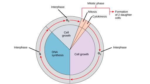 Mitotic phase Interphase Mitosis Cytokinesis Formation of 2 daughter cells Cell growth Interphase Interphase DNA synthesis Ce