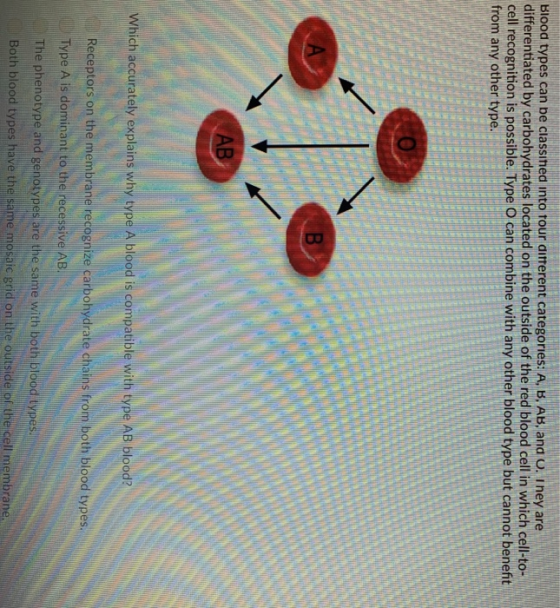 slood types can be classined into rour airerent categornes: A, B, AB, and U, I ney are differentiated by carbohydrates locate