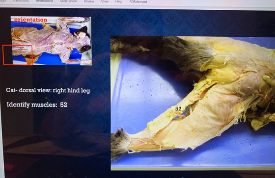 Animations de show review View Help PDFelement orientation Cat- dorsal view: right hind leg Identify muscles: 52