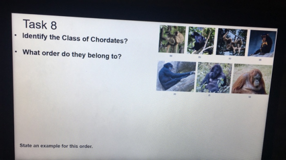 Task 8 Identify the Class of Chordates? What order do they belong to? State an example for this order.