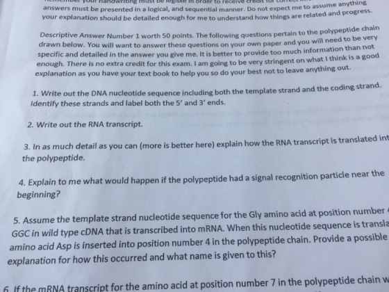 er your nandwriting must be egible order to receive dealt onee answers must be presented in a logical, and sequential manner. Do your explanation should be detailed enough for me to understand how things are rela not expect me to assume anything ing questions pertain to the polypeptide chain ill need to be very Descriptive Answer Number 1 worth 50 points. The follow drawn below. You will want to answer these questions on your own paper and you w specific and detailed in th e answer you give me. It is better to provide too much information than not tra credit for this exam. I am going to be very stringent on what I think is a good enough. There is no ex explanation as you have your text book to help you so do your best not to leave an ything out. 1. Write out the DNA nucleotide sequence including both Identify these strands and label both the 5 and 3 ends. the template strand and the coding strand 2. Write out the RNA transcript. il as you can (more is better here) explain how the RNA transcript is translated int 3. In as much deta the polypeptide. Explain to me what would happen if the polypeptide had a signal recognition particle near the 4. beginning? Assume the template strand nucleotide sequence for the Gly amino acid at position number 4 GGC in wild type cDNA that is transcribed into mRNA. When this nucleotide sequence is transla amino acid Asp is inserted into position number 4 in the polypeptide chain. Provide a possible explanation for how this occurred and what name is given to this? If the mRNA transcript for the amino acid at position number 7 in the polypeptide chain w