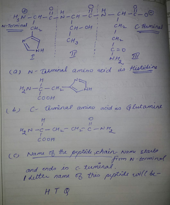 N-Terminal ch CTerminal CH3 NH (a) N-(tarnunal amino acid uo turtdinu (b) C-.dumuno Ω arnino acidas Glutamine. // C ㄣ 一 ㄙ一 the peptide chain- Name stanb from N termino! H T