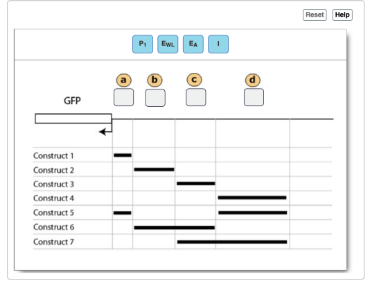 Reset Help P1 EWL EA GEP Construct 1 Construct 2 Construct 3 Construct 4 Construct 5 Construct 6 Construct 7