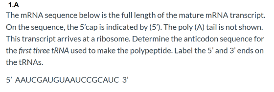 1.A The mRNA sequence below is the full length of the mature mRNA transcript. On the sequence, the 5cap is indicated by (5)