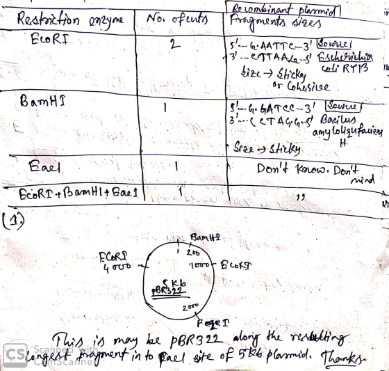 I No. ofcuts o A Restriction enzyme ELORIA - BamHI Recombinant Dlarmidl i n Fragments sizes [5 GAATTC3 Bourrel 13. ENTAAGS Es