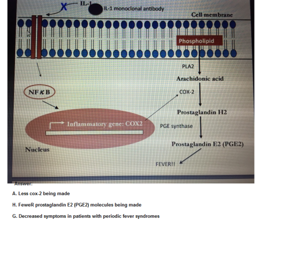 Xi IL-1 monocional antibody Cell membrane Phospholipid PLA2 Arachidonic acid NFKB cox-2 Prostaglandin H2 厂 inflammatory gene: