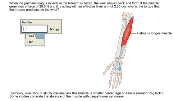 When the palmaris longus muscle in the forearm is