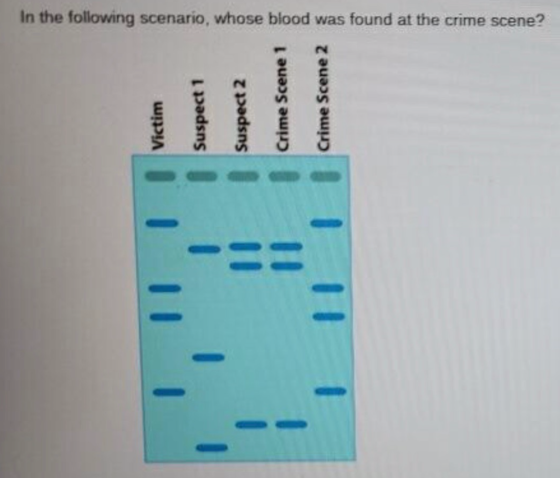 In the following scenario, whose blood was found at the crime scene? Suspect 1 Suspect 2 Victim Crime Scene 1 Crime Scene 2